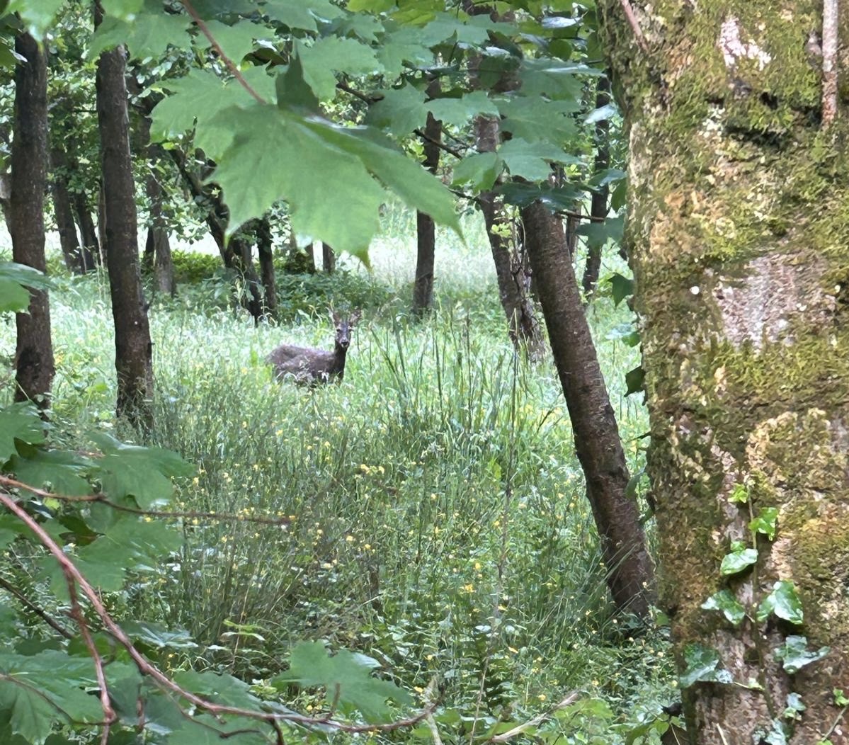 A deer in Standish