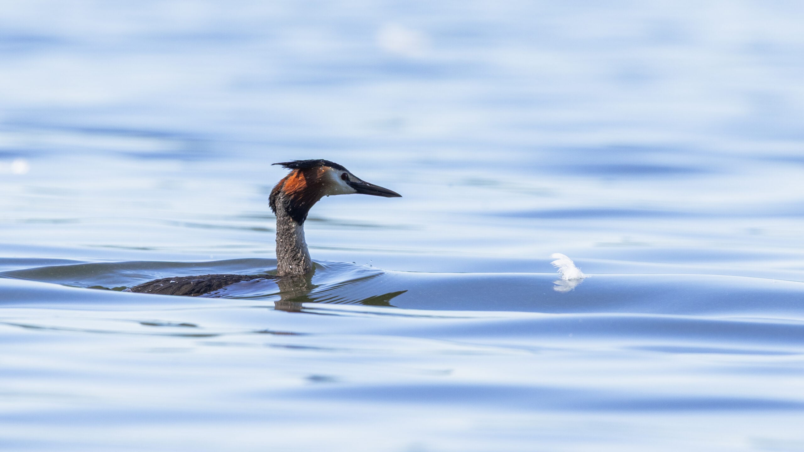Great crested grebe in the water